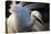 Great Egret (Ardea Alba) Pusztaszer, Hungary, May-Varesvuo-Premier Image Canvas