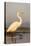 Great Egret (Ardea Alba), Zimanga Private Game Reserve, Kwazulu-Natal, South Africa, Africa-Ann & Steve Toon-Premier Image Canvas