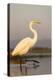 Great Egret (Ardea Alba), Zimanga Private Game Reserve, Kwazulu-Natal, South Africa, Africa-Ann & Steve Toon-Premier Image Canvas