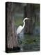 Great Egret, Caddo Lake, Texas, USA-Larry Ditto-Premier Image Canvas