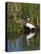 Great Egret, Caddo Lake, Texas, USA-Larry Ditto-Premier Image Canvas