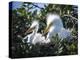 Great egret chicks, Florida, USA.-Maresa Pryor-Premier Image Canvas