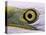 Great Egret, Close up of Eye, Pusztaszer, Hungary-Bence Mate-Premier Image Canvas