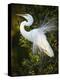 Great egret courtship, Florida, USA.-Maresa Pryor-Premier Image Canvas