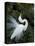 Great Egret Exhibiting Sky Pointing on Nest, St. Augustine, Florida, USA-Jim Zuckerman-Premier Image Canvas