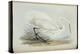 Great Egret, from 'The Birds of Europe' by John Gould, 1837 (Colour Litho)-Edward Lear-Premier Image Canvas