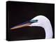 Great Egret in Breeding Plumage, Florida, USA-Charles Sleicher-Premier Image Canvas