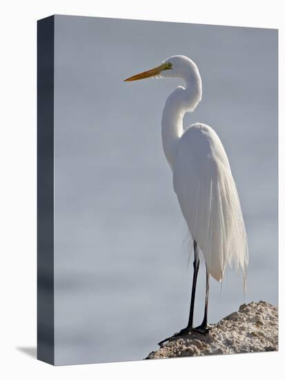 Great Egret in Breeding Plumage, Sonny Bono Salton Sea National Wildlife Refuge, California-null-Premier Image Canvas