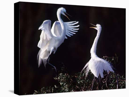 Great Egret in Courtship Display-Charles Sleicher-Premier Image Canvas