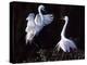 Great Egret in Courtship Display-Charles Sleicher-Premier Image Canvas