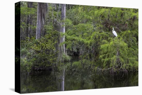 Great Egret in Everglades National Park, Florida, USA-Chuck Haney-Premier Image Canvas