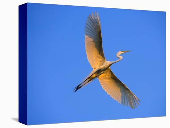 Great Egret in Flight at Sunset, St. Augustine, Florida, USA-Jim Zuckerman-Premier Image Canvas