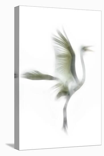 Great Egret in Flight, Digitally Altered-Rona Schwarz-Premier Image Canvas