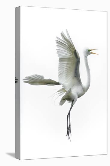 Great Egret in Flight Returning to Nest-Rona Schwarz-Premier Image Canvas