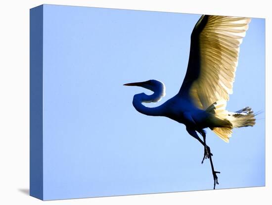 Great Egret in Flight, St. Augustine, Florida, USA-Jim Zuckerman-Premier Image Canvas