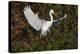 Great egret landing at nest site. Venice rookery, Venice, Florida-Adam Jones-Premier Image Canvas