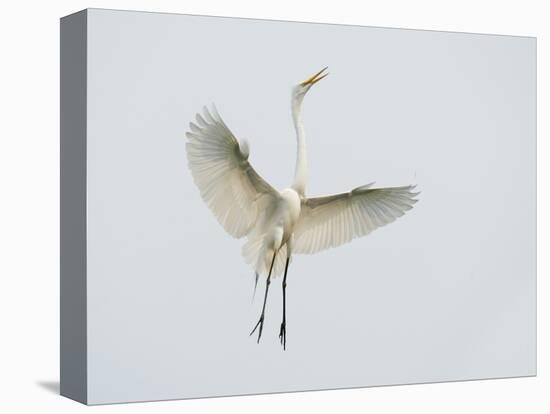 Great Egret Leaping-Arthur Morris-Premier Image Canvas