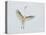 Great Egret Leaping-Arthur Morris-Premier Image Canvas