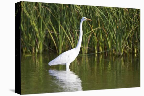 Great Egret, Leonabelle Turnbull Center, Port Aransas, Texas, Usa-Richard ans Susan Day-Premier Image Canvas