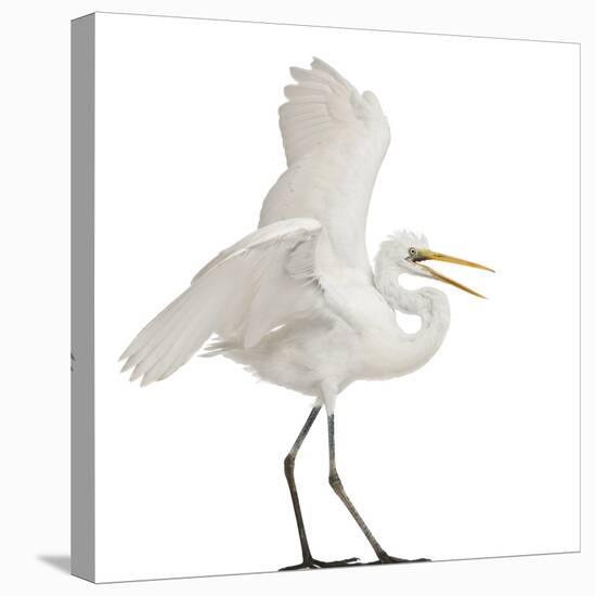 Great Egret or Great White Egret or Common Egret, Ardea Alba, Standing in Front of White Background-Life on White-Premier Image Canvas