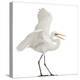 Great Egret or Great White Egret or Common Egret, Ardea Alba, Standing in Front of White Background-Life on White-Premier Image Canvas