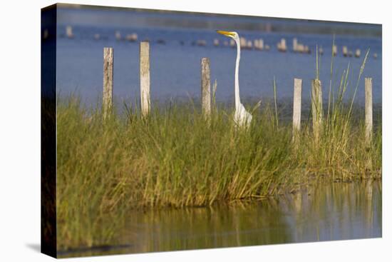 Great Egret Poses As A Wooden Plank In Marsh Grasses, Blackwater Wildlife Reserve In Cambridge, MD-Karine Aigner-Premier Image Canvas