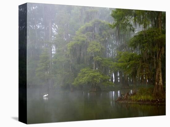 Great Egret Reflected in Foggy Cypress Swamp, Lake Martin, Louisiana, USA-Arthur Morris-Premier Image Canvas