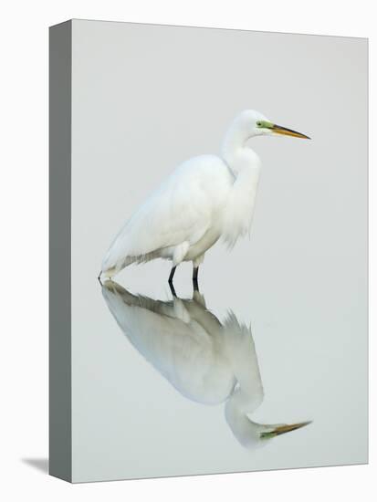 Great Egret Reflected-Arthur Morris-Premier Image Canvas