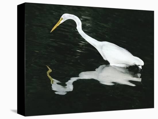 Great Egret Reflection in Water, Ding Darling National Wildlife Refuge, Florida, USA-Jim Zuckerman-Premier Image Canvas