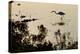 Great Egret Stands Still, It Stalks Dinner, Marshes Of Blackwater Wildlife Refuge, Cambridge, MD-Karine Aigner-Premier Image Canvas