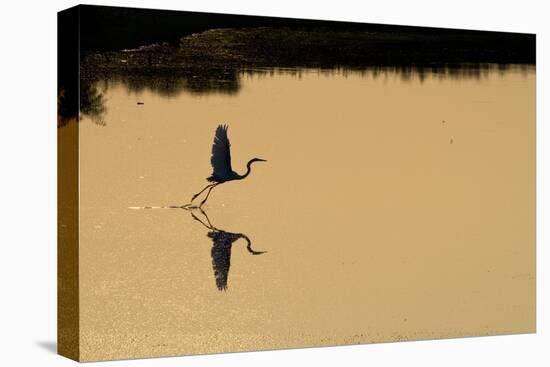 Great Egret Takes Flight As Sun Sets On Marsh Waters Of Blackwater Wildlife Refuge In Cambridge, MD-Karine Aigner-Premier Image Canvas