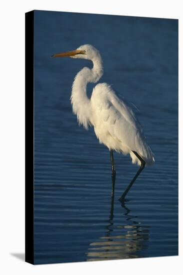 Great Egret Walking in Water-DLILLC-Premier Image Canvas