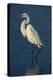 Great Egret Walking in Water-DLILLC-Premier Image Canvas