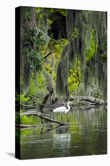 Great Egret-Gary Carter-Premier Image Canvas