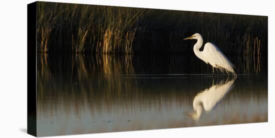 Great Egret-Ken Archer-Premier Image Canvas