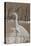 Great Egret-Rusty Frentner-Premier Image Canvas