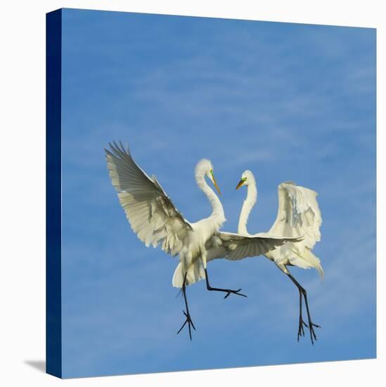 Great Egrets (Ardea Alba) Territorial Dispute Above Nest Colony-Juan Carlos Munoz-Premier Image Canvas