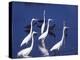 Great Egrets Fishing with Tricolored Herons in the Background-Charles Sleicher-Premier Image Canvas