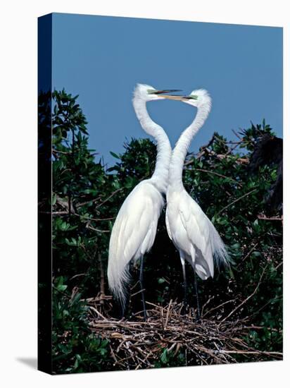 Great Egrets in a Courtship Ritual at Nest-Charles Sleicher-Premier Image Canvas