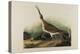 Great Esquimaux Curlew, 1835-John James Audubon-Premier Image Canvas