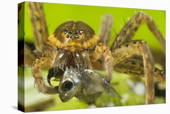 Great Fen / Raft spider, adult female eating Western mosquitofish, Alessandria, Italy-Emanuele Biggi-Premier Image Canvas