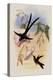 Great Forked-Tailed Hummingbird, Hylonympha Macrocerca-John Gould-Premier Image Canvas