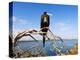 Great Frigate Bird (Frigata Minor), Isla Genovesa, Galapagos Islands, Ecuador-Christian Kober-Premier Image Canvas