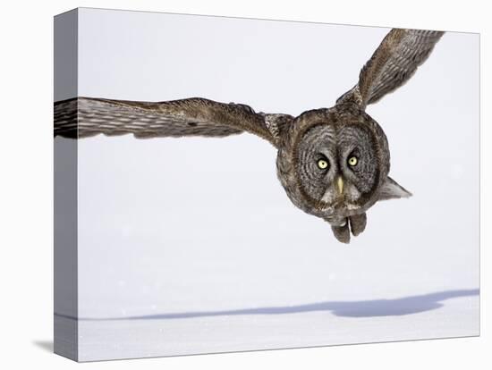 Great Gray Owl Hunting Over Snow-Joe McDonald-Premier Image Canvas