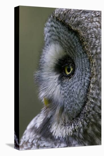 Great Grey Owl (Strix Nebulosa) Close-Up of Head, Northern Oulu, Finland, June 2008-Cairns-Premier Image Canvas