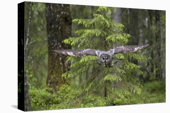 Great Grey Owl (Strix Nebulosa) in Flight in Boreal Forest, Northern Oulu, Finland, June 2008-Cairns-Premier Image Canvas