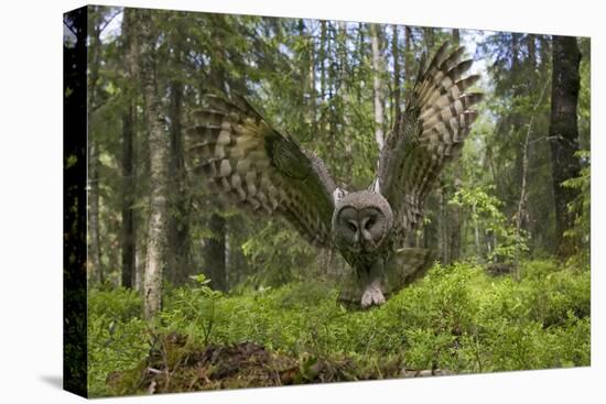 Great Grey Owl (Strix Nebulosa) in Flight in Boreal Forest, Northern Oulu, Finland, June 2008-Cairns-Premier Image Canvas