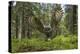 Great Grey Owl (Strix Nebulosa) in Flight in Boreal Forest, Northern Oulu, Finland, June 2008-Cairns-Premier Image Canvas