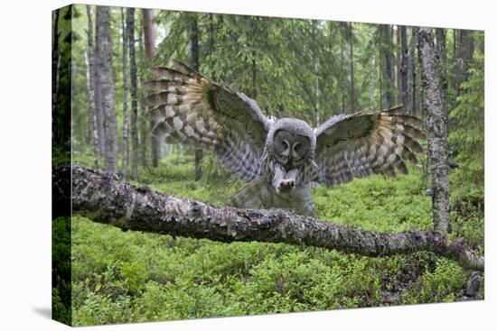 Great Grey Owl (Strix Nebulosa) Landing on Branch, Oulu, Finland, June 2008-Cairns-Premier Image Canvas