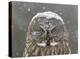 Great Grey Owl Winter Portrait-Mircea Costina-Stretched Canvas